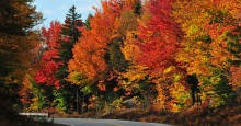 Autumn color roadside. Photo 37810205 © Tropicsailor | Dreamstime.com